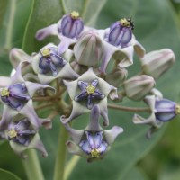 Calotropis gigantea (L.) W.T.Aiton